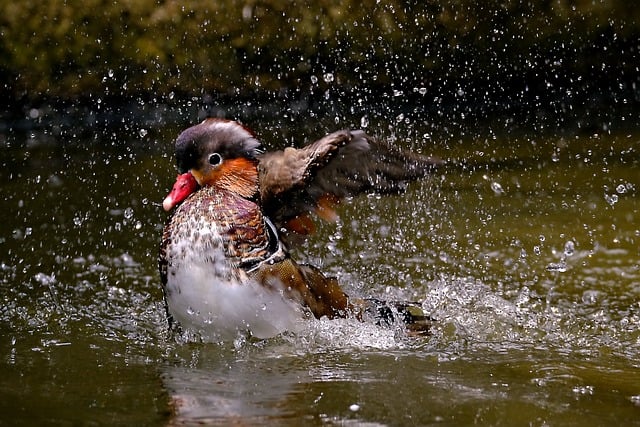 bathing